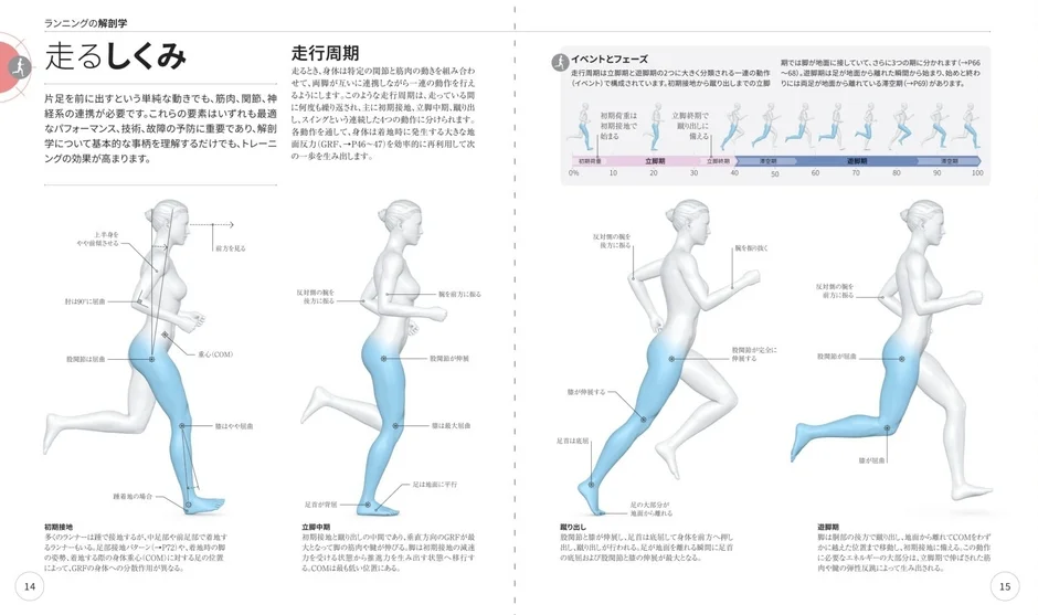 ランニングの解剖学と走行周期