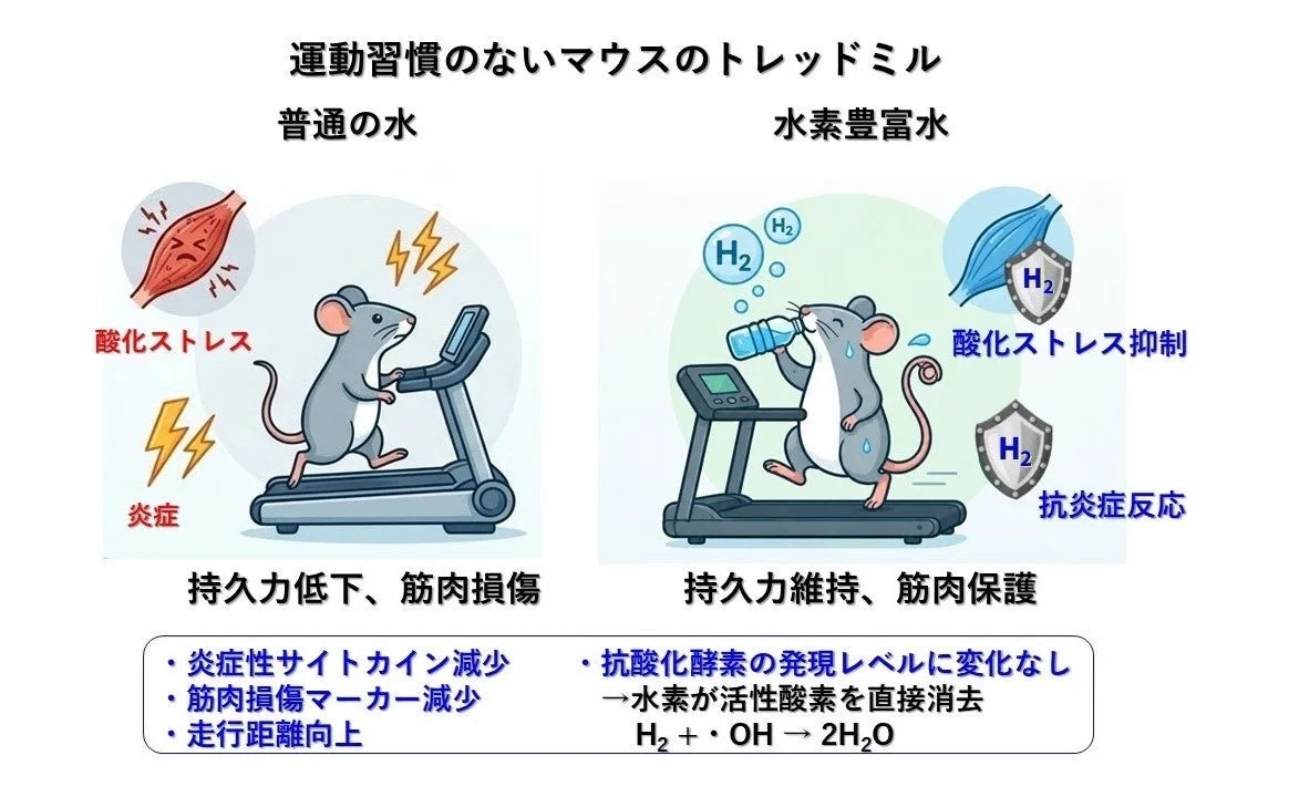 運動習慣のないマウスのトレッドミル実験結果